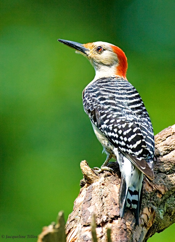 Red-bellied Woodpecker