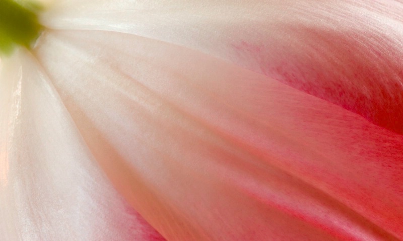 tulip
