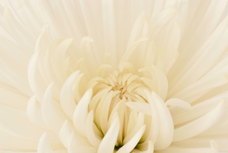 white spider mum