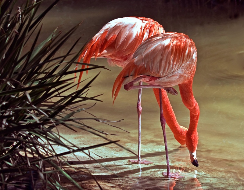 Fellow Flamingos