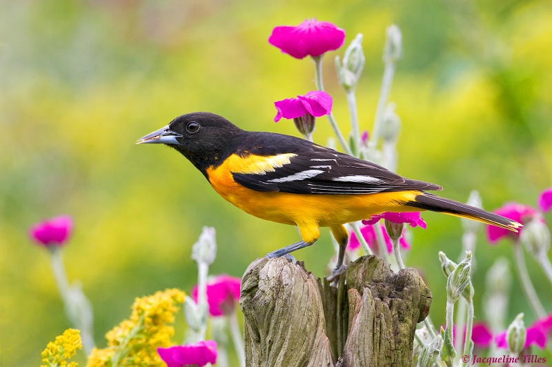 Baltimore Oriole 