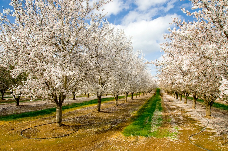 Almond Bloom