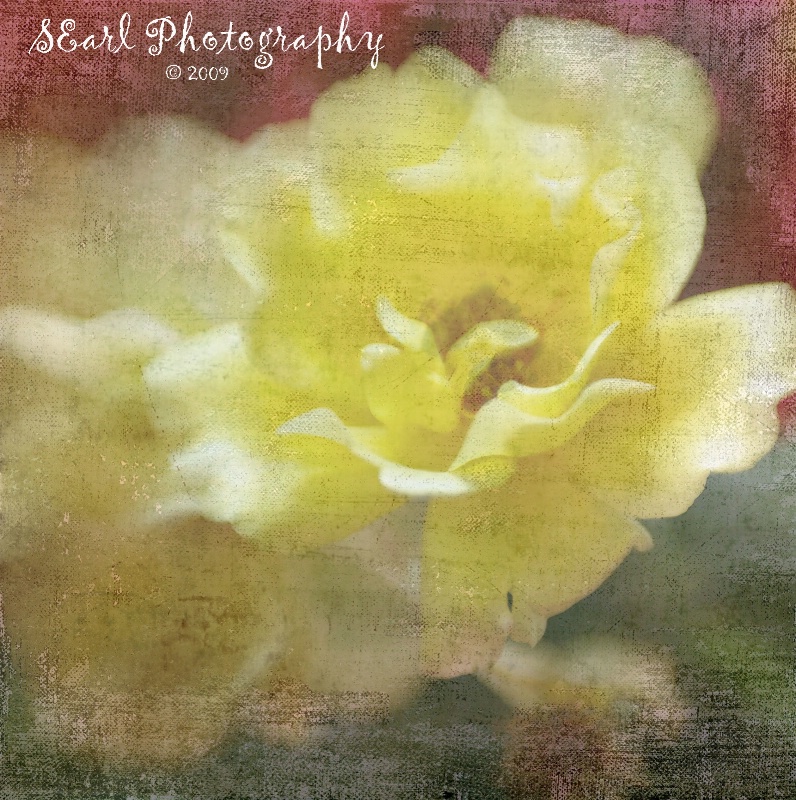 Dreamy Yellow Rose