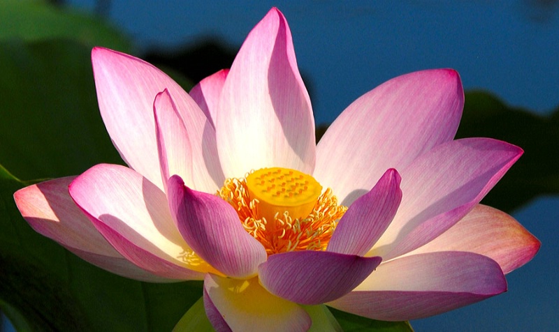 Lotus Morning