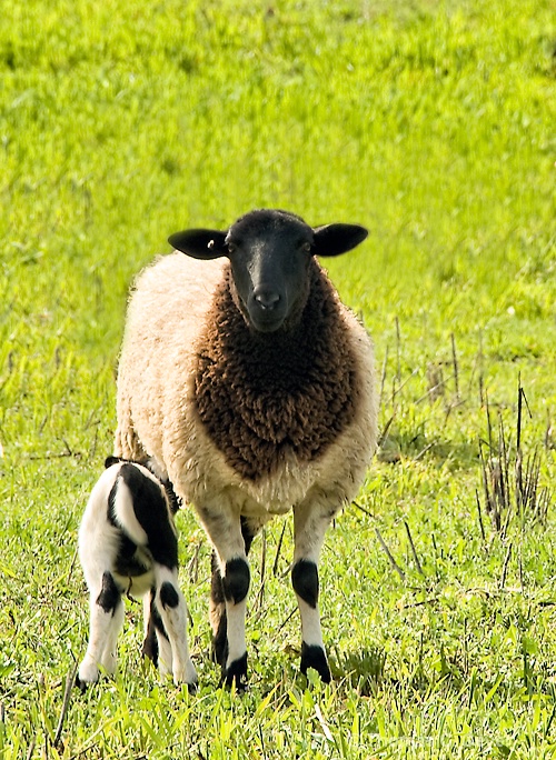 2-3 Sheep