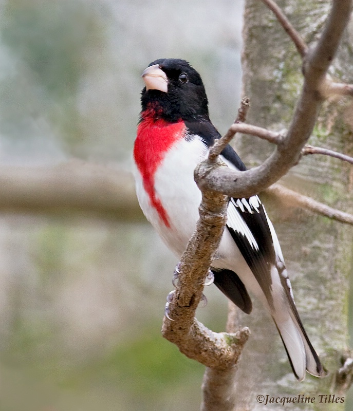 Rose-breasted Grosbeak