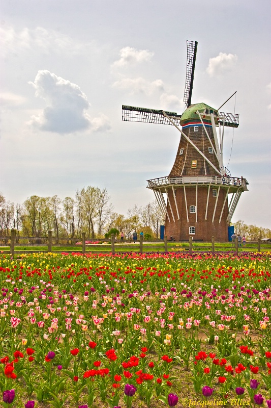 Tulip Field