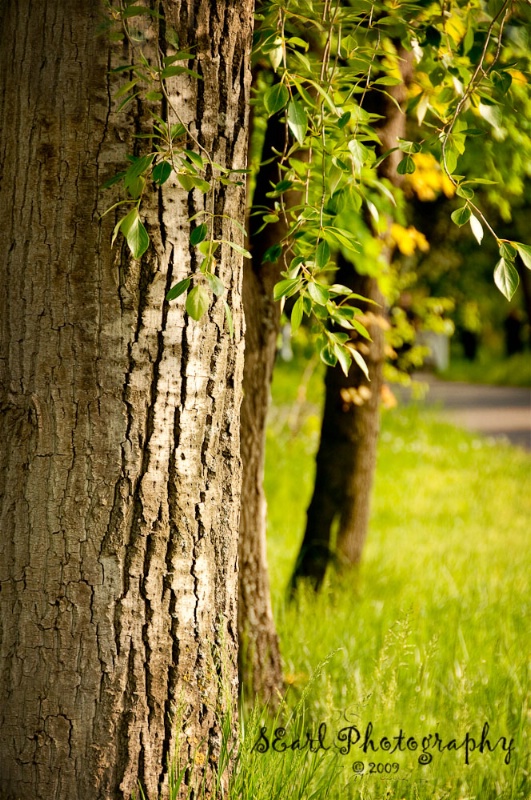 Trees in Skopje Park