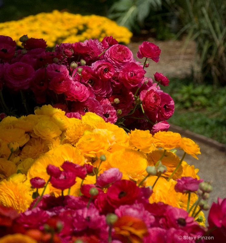 Carlsbad Field of Flowers