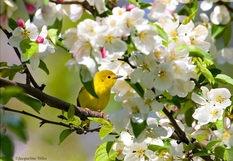 Wrapped in Blossoms