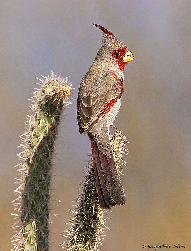 Pyrrhuloxia