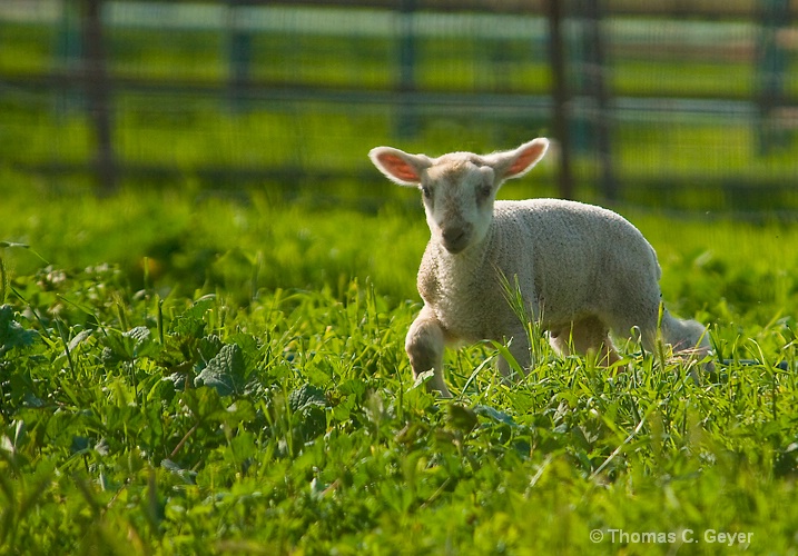 Lamb