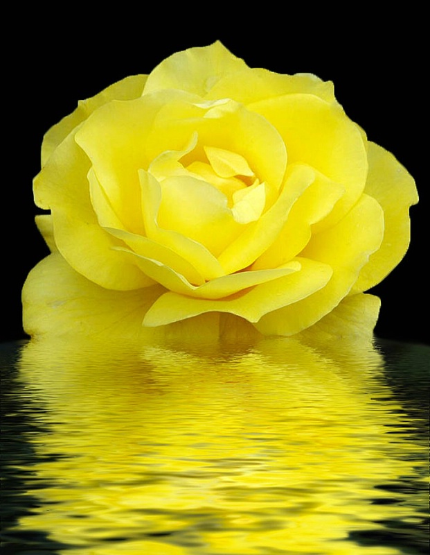 Reflecting Yellow