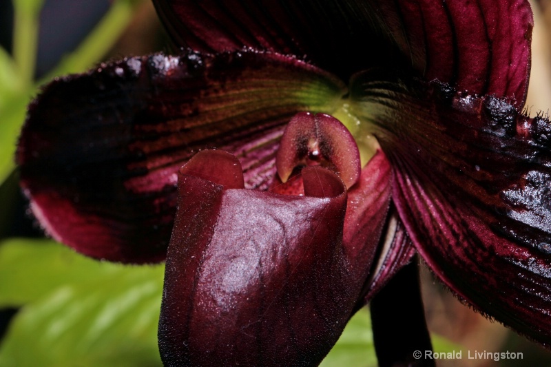 Dark Beauty