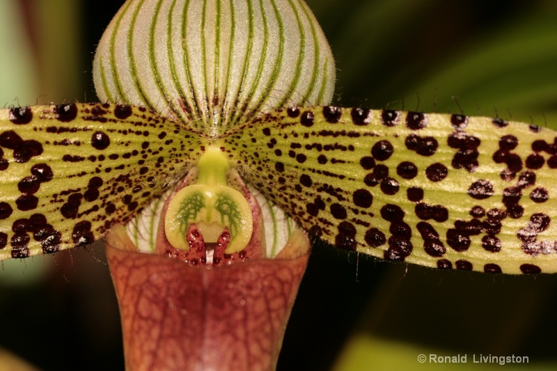 Spots, Stripes and Hairs 