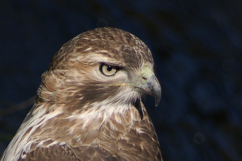 Hawk Eye