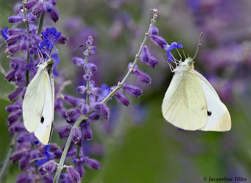 Cabbage Butterflies on Russian Sage