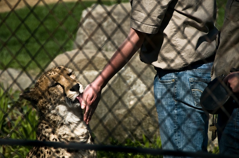Taini, Safari Ambassador Cheetah-OR