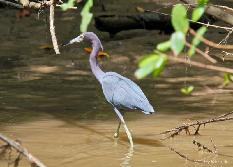 Little Blue Heron