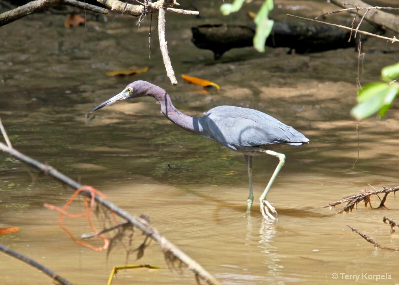 Little Blue Heron