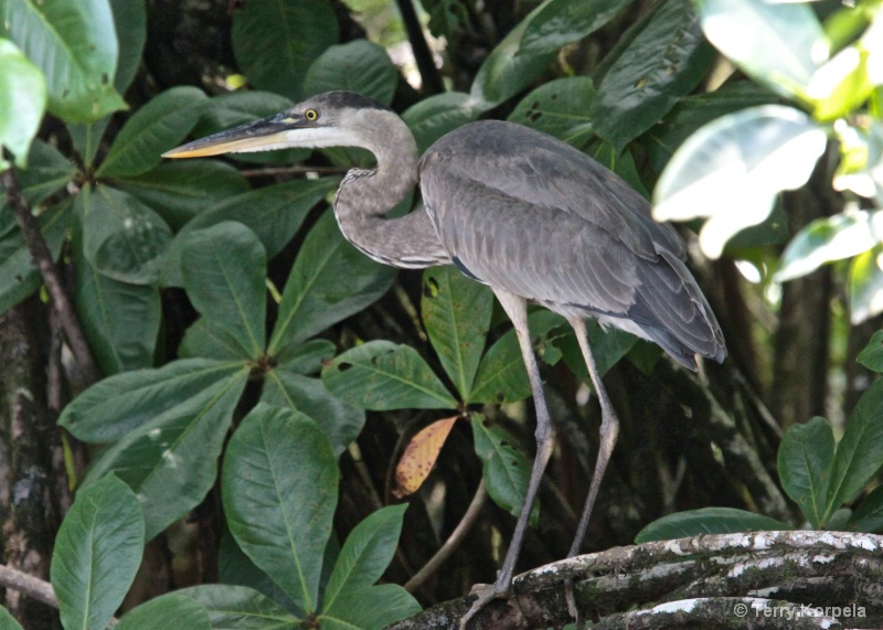 Great Blue Heron