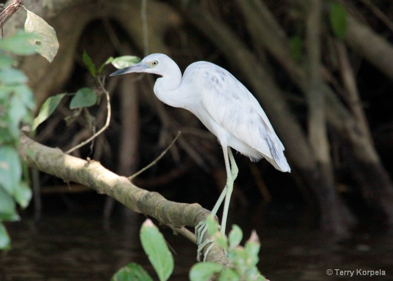 Little Blue Heron (infant)