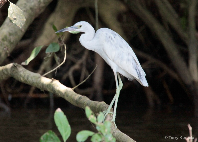 Little Blue Heron (infant)