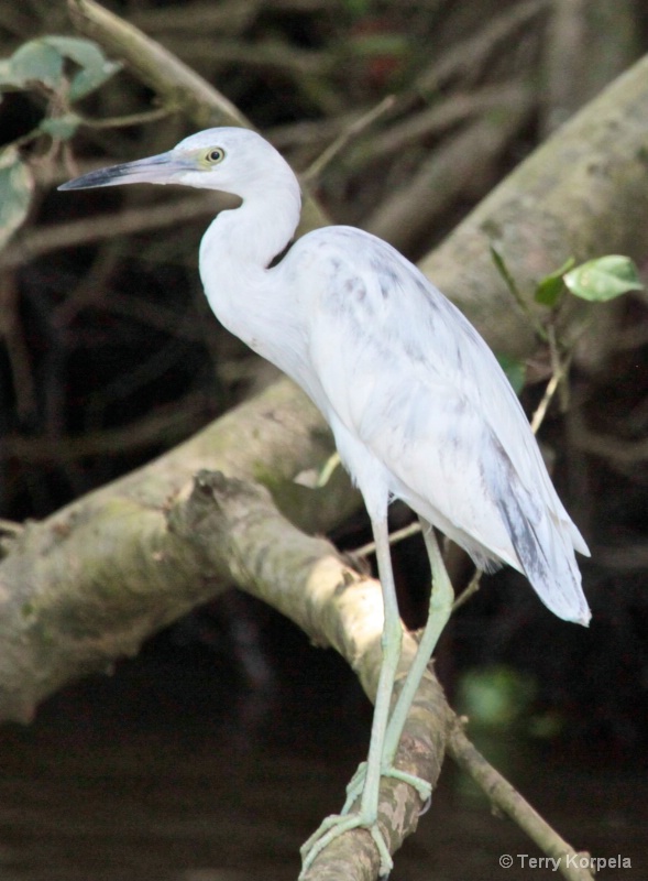 Little Blue Heron (infant)