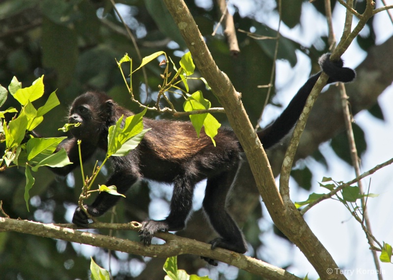 Howler Monkey