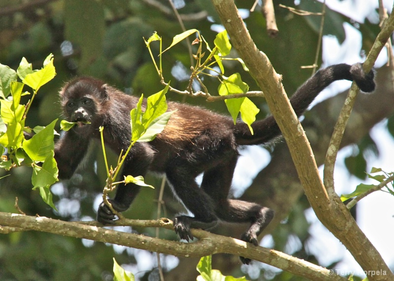 Howler Monkey