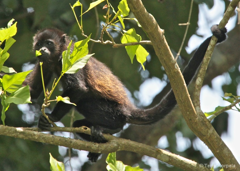 Howler Monkey