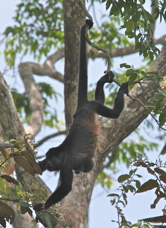 Howler Monkey