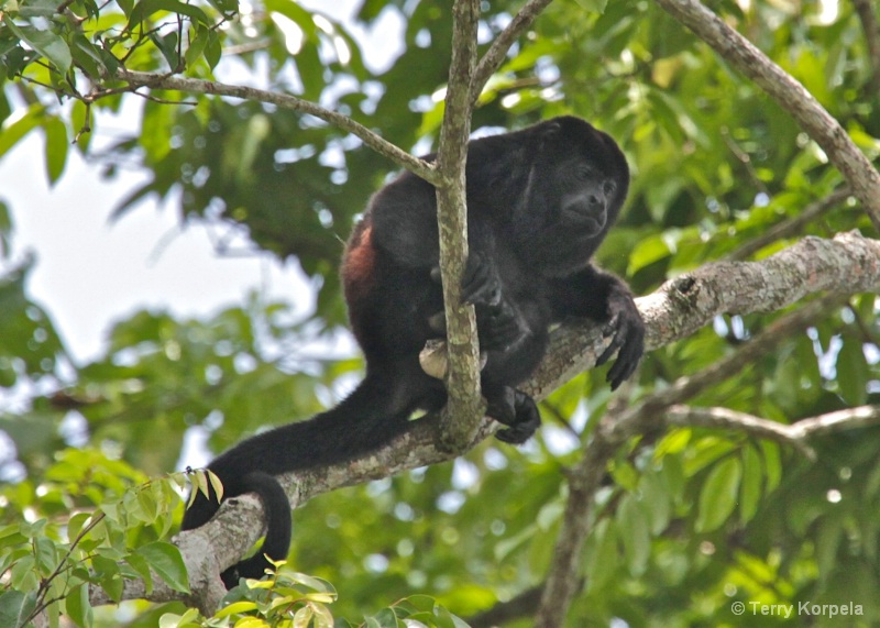 Howler Monkey