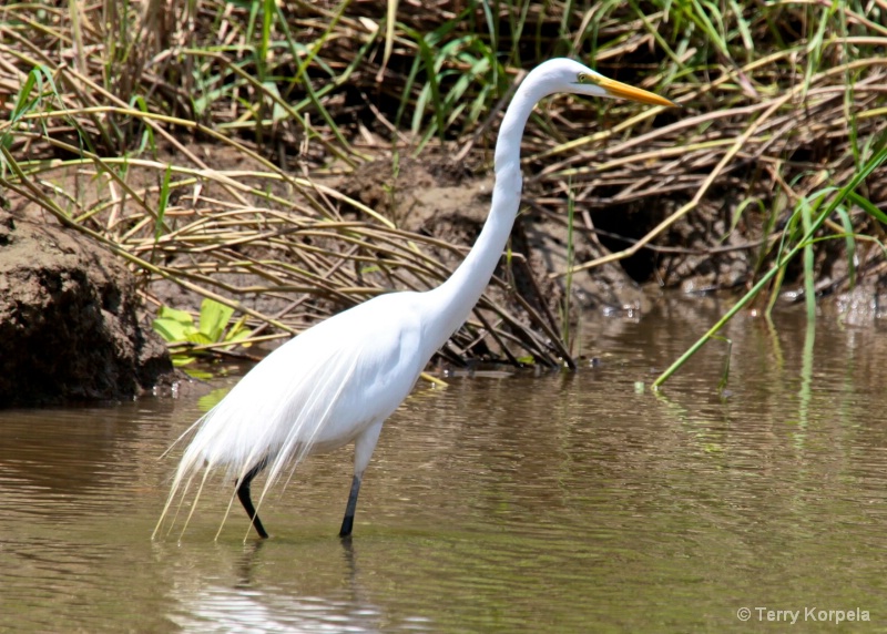 Great White Egret