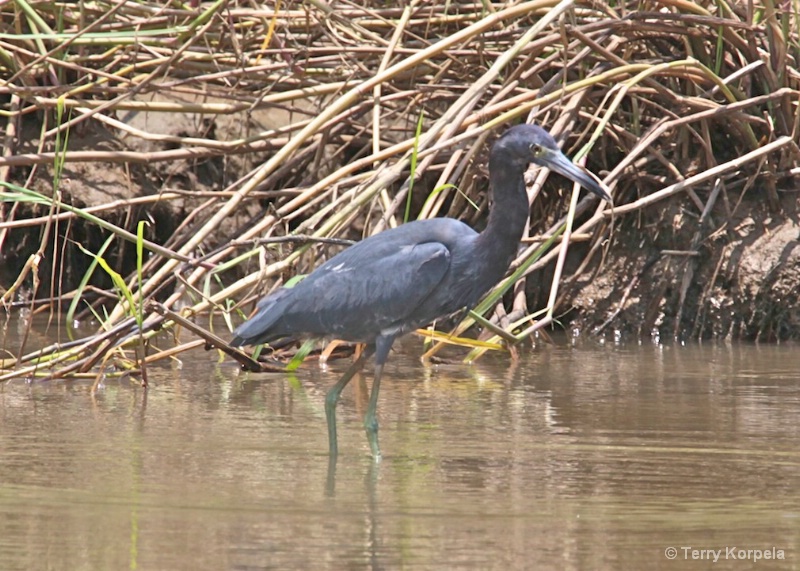 Little Blue Heron