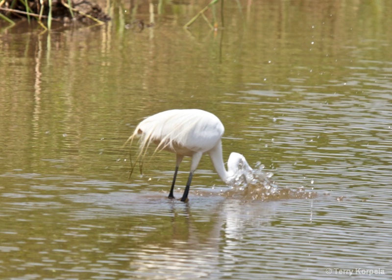 Going Fishing      Great White Egret