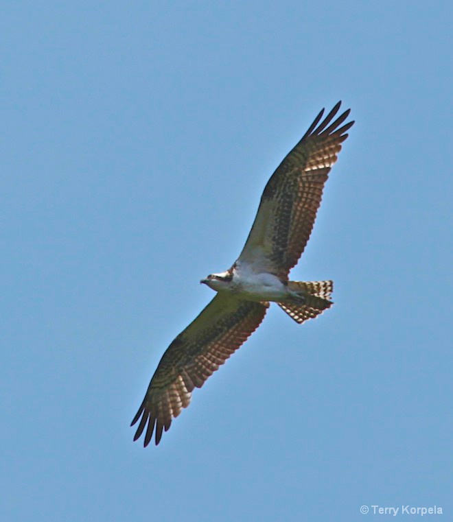 Osprey