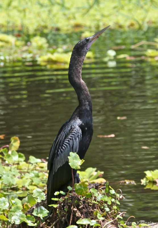 Neotropical Cormorant 