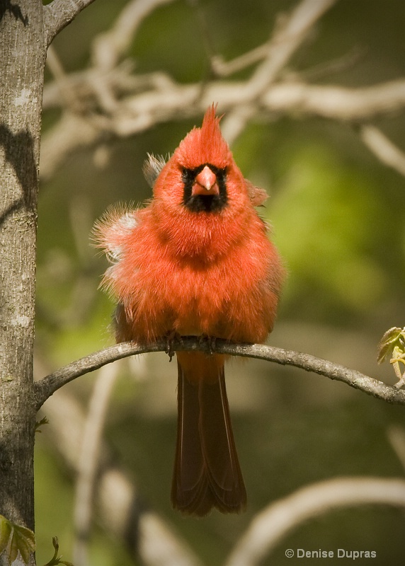 Male Cardinal with Attitude