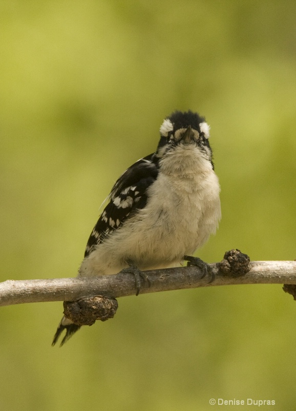 Woodpecker with Attitude
