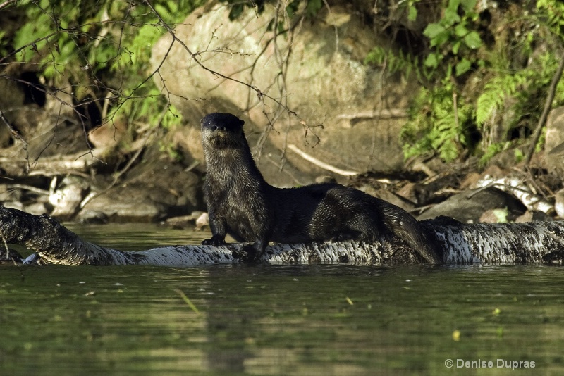 Otter on the Log