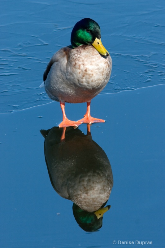 Mallard Duck Reflection