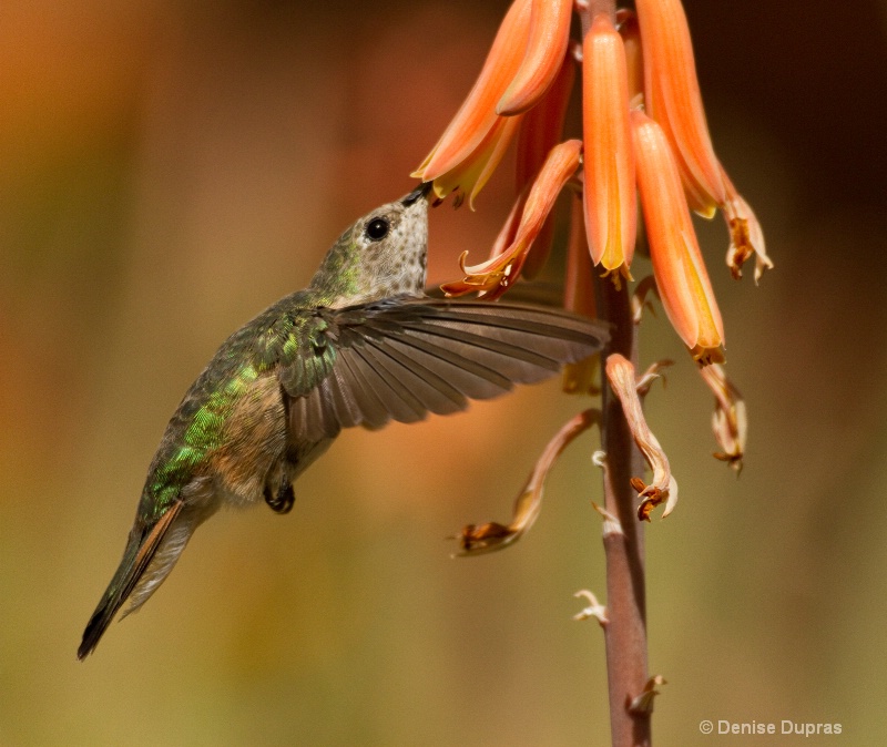 Costas Hummingbird at Flower