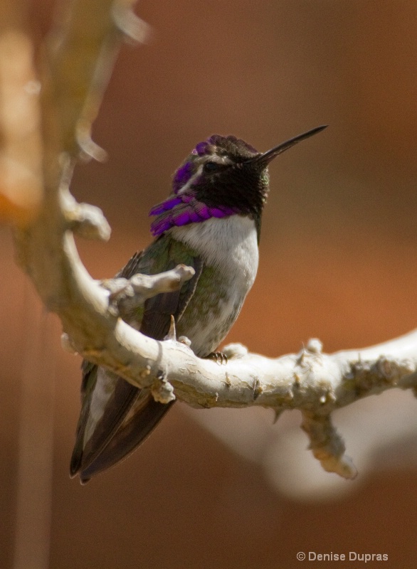 Costas Hummingbird Male