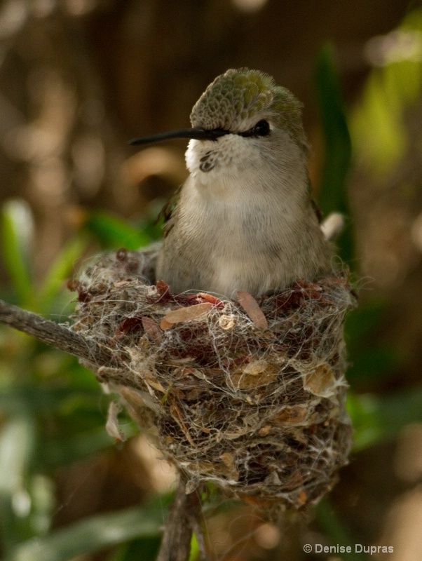 Costas Hummingbird Nesting