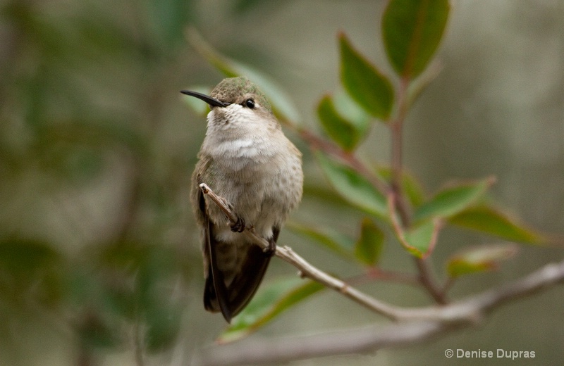 Costas Hummingbird Perching