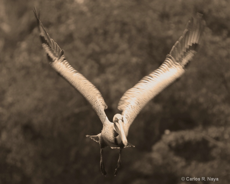 In Flight