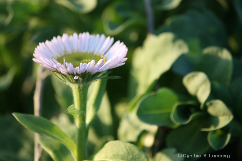 Spring Wildflower at the Beach. . . 