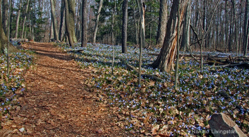 Blue Snow