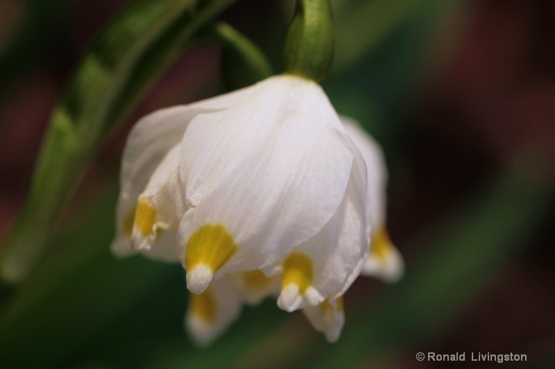 Spring Snowflake